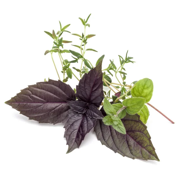 Herbal segar daun berbagai — Stok Foto