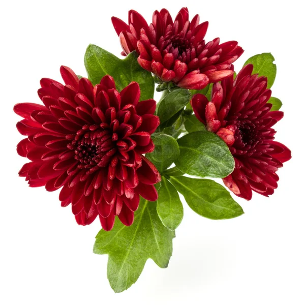 Fleurs de chrysanthème rouge — Photo
