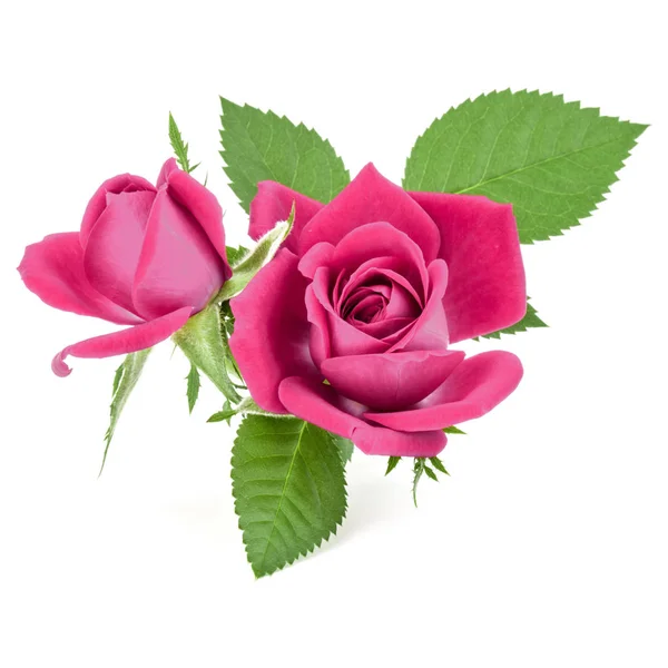 Pink  rose flower bouquet — Stock Photo, Image