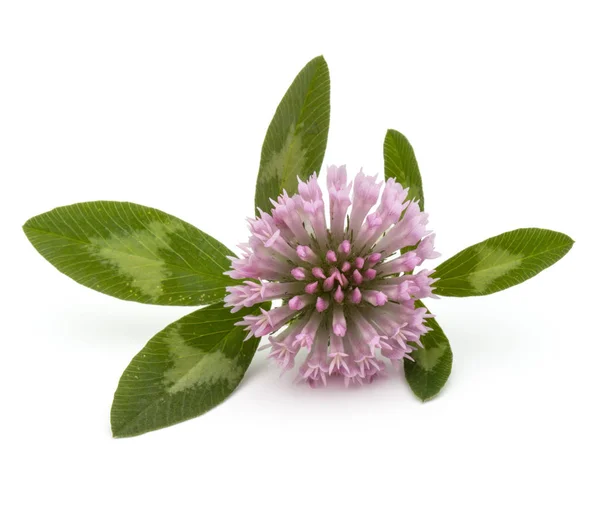 Flor de trébol aislada en blanco —  Fotos de Stock