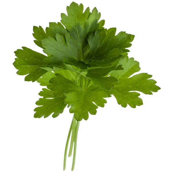 Fresh parsley herb  leaves — Stock Photo, Image