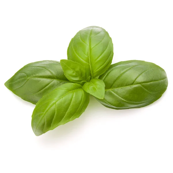 Basil herb leaves — Stock Photo, Image