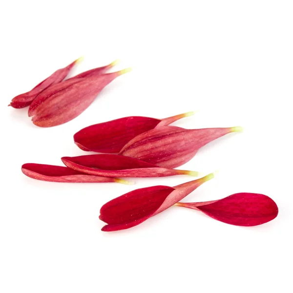 Petali di crisantemo rosso — Foto Stock