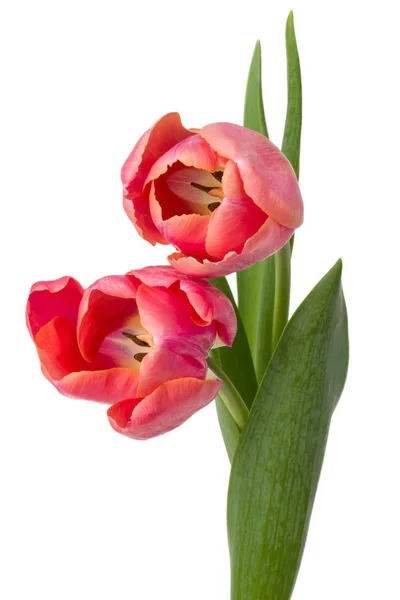 Due fiori di tulipano rosa — Foto Stock