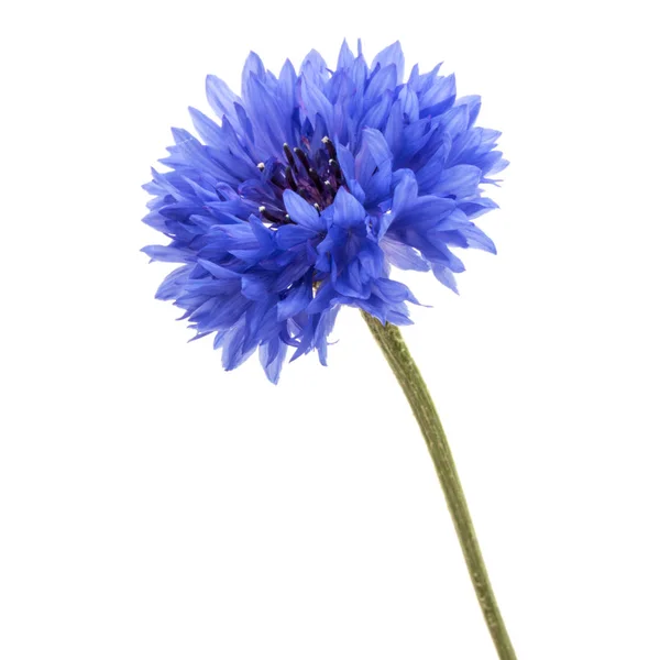 Erva de milho azul — Fotografia de Stock
