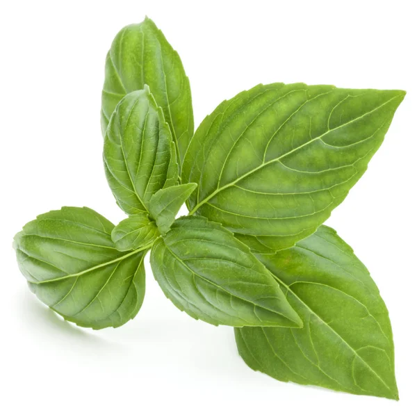 Basil herb leaves — Stock Photo, Image
