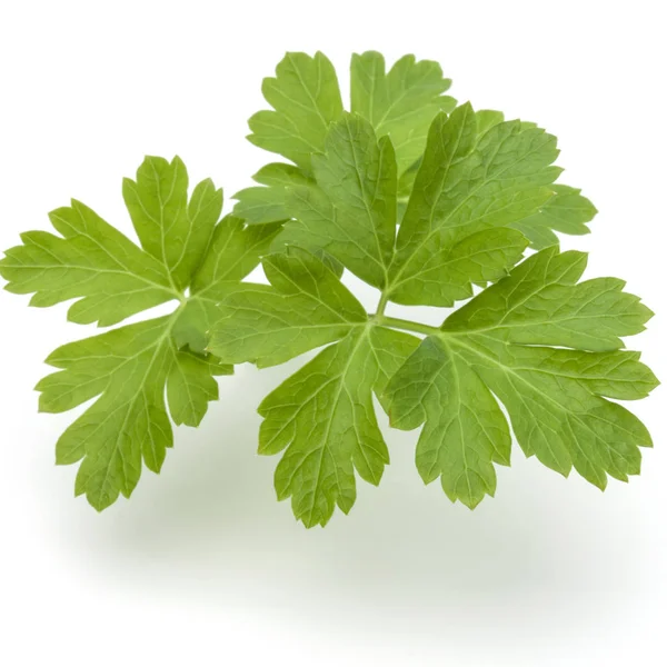 Fresh parsley herb leaves — Stock Photo, Image