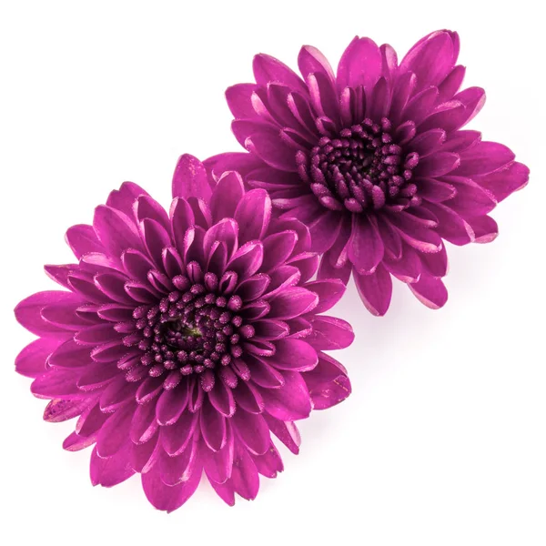 Fleurs de chrysanthème lilas — Photo