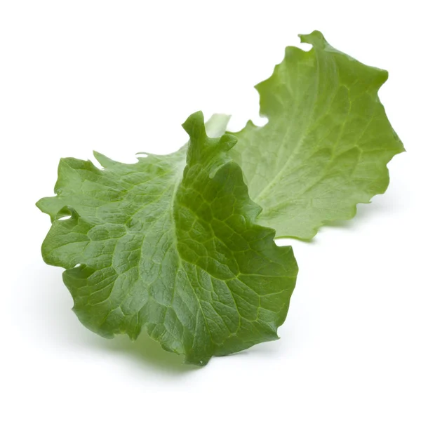 Hoja de ensalada de endibia verde —  Fotos de Stock