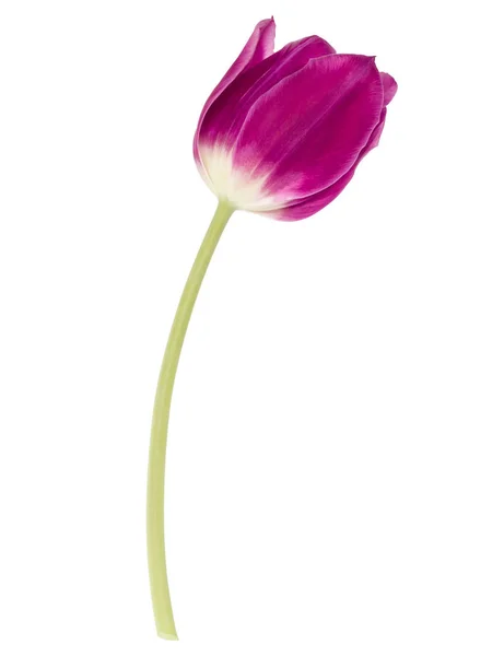 Uma flor de tulipa lilás — Fotografia de Stock