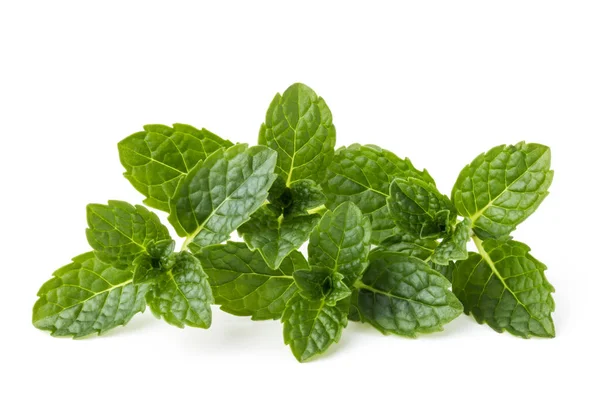 Fresh mint herb leaves — Stock Photo, Image