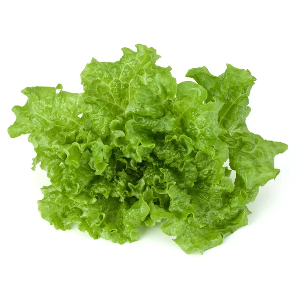 Sallad salladsblad — Stockfoto