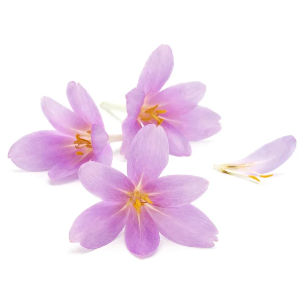 Lila crocus blommor — Stockfoto