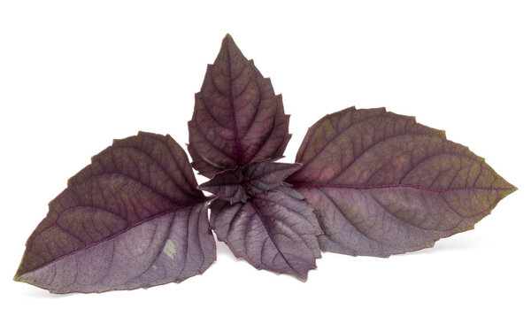 basil herb leaves