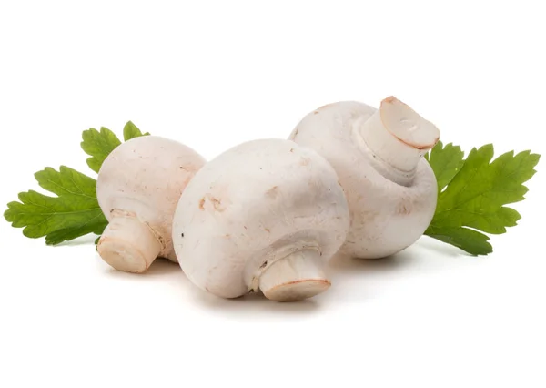 Champignon and parsley herb — Stock Image Champignon and parsley herb Stock Image