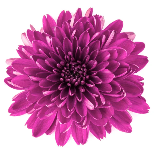 Lilac chrysanthemum flower — Stock Image Lilac chrysanthemum flower Stock Image