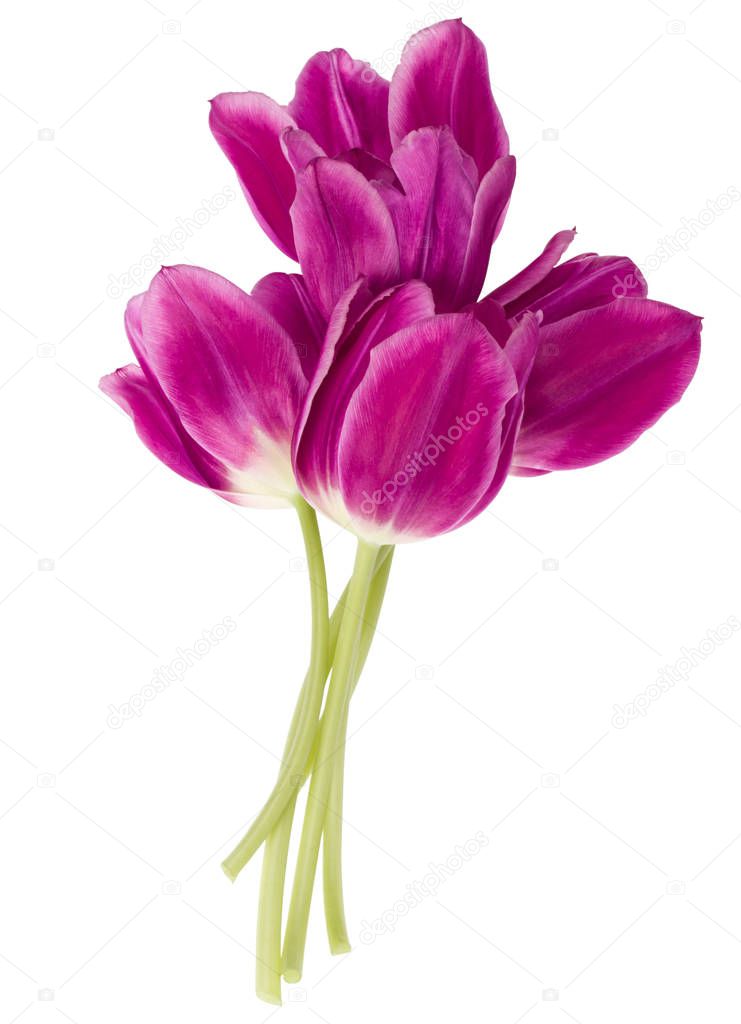 lilac tulip flowers bouquet
