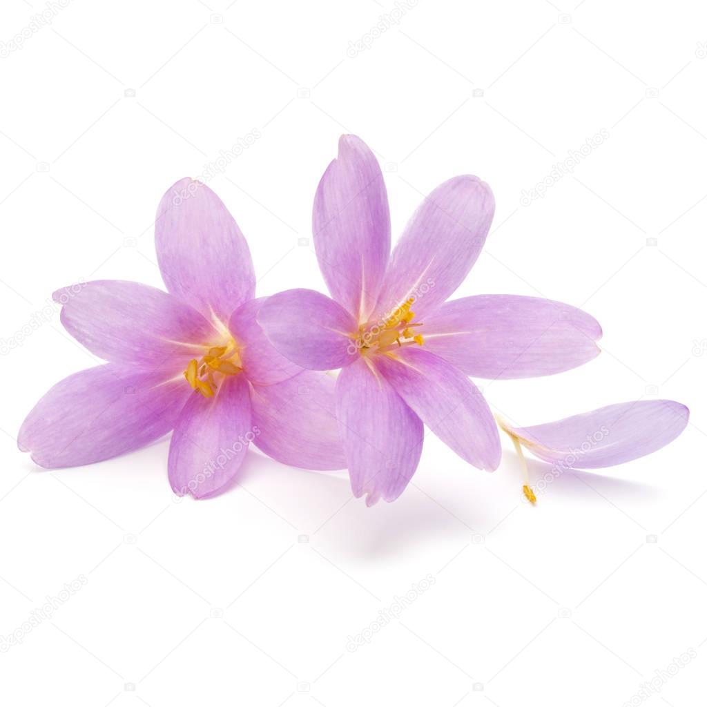 lilac crocus flowers