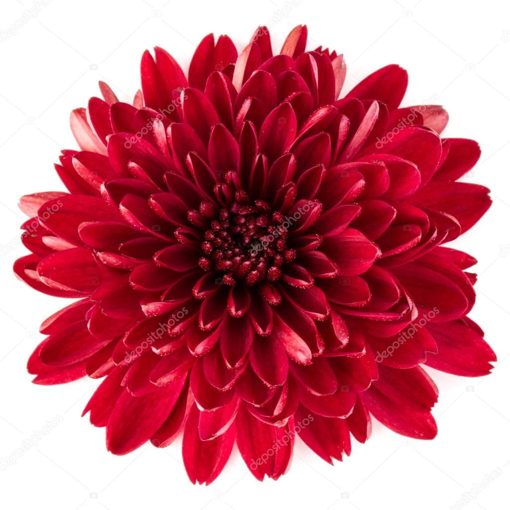 Pictures red chrysanthemum flower Red chrysanthemum flower — Stock