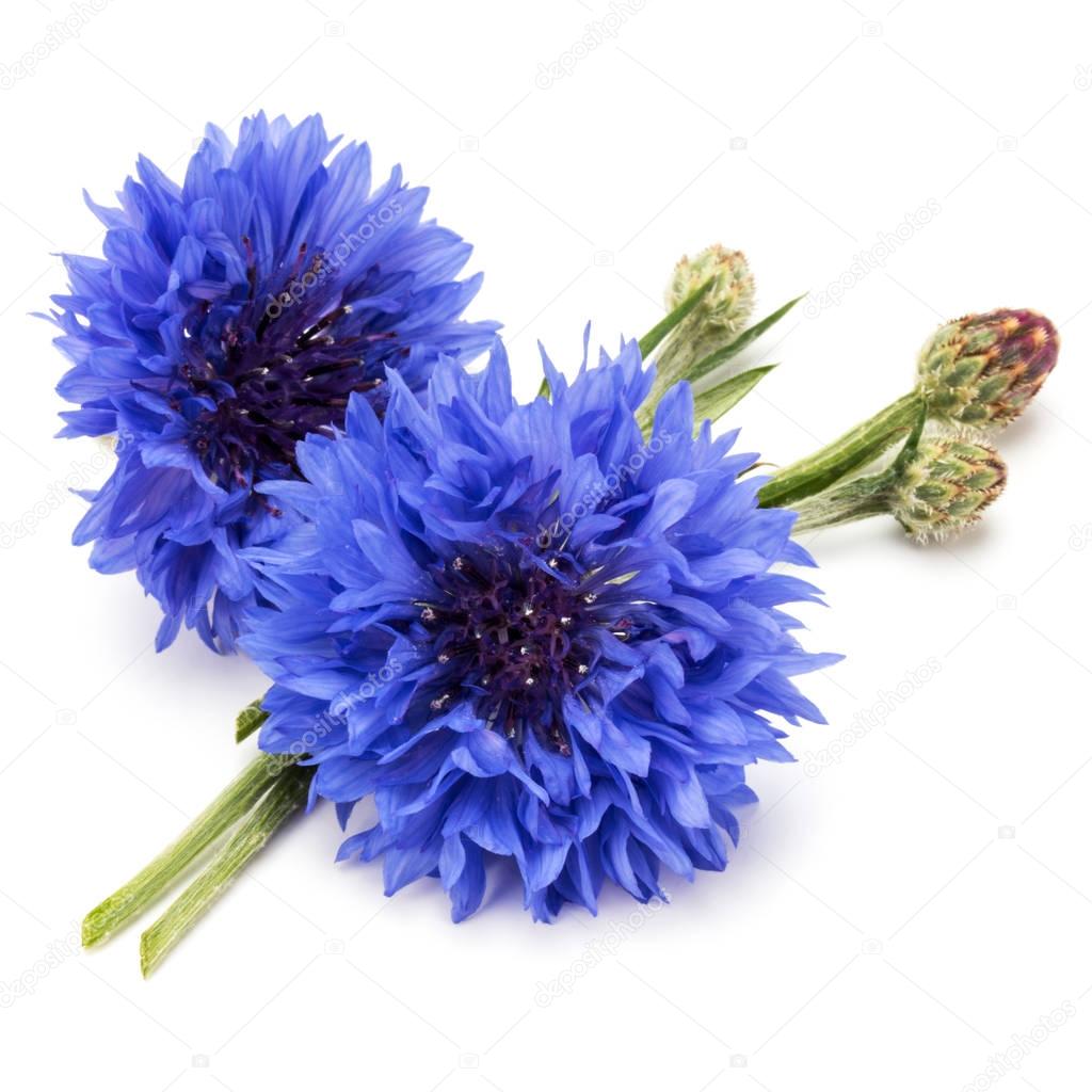 Blue Cornflower Herb