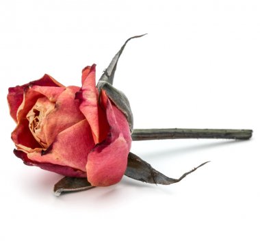 kurutulmuş gül çiçek kafa