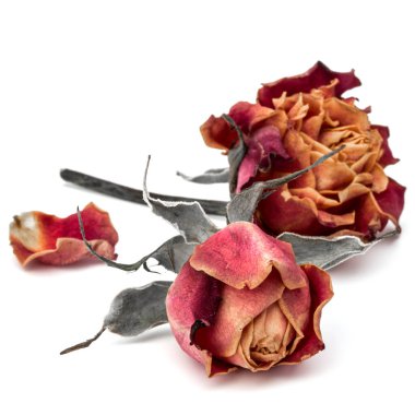 kurutulmuş gül çiçek kafa 