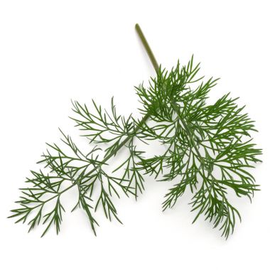 taze yeşil dereotu bitki yaprakları 