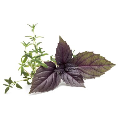 kırmızı taze fesleğen ve kekik ot bırakır 