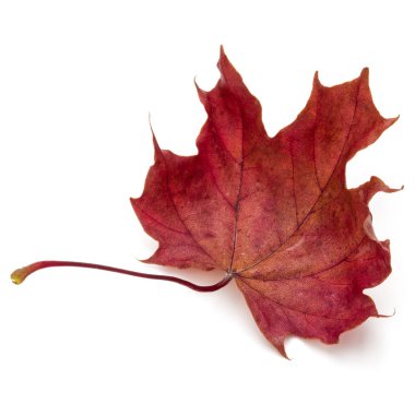 renkli sonbahar akçaağaç yaprağı