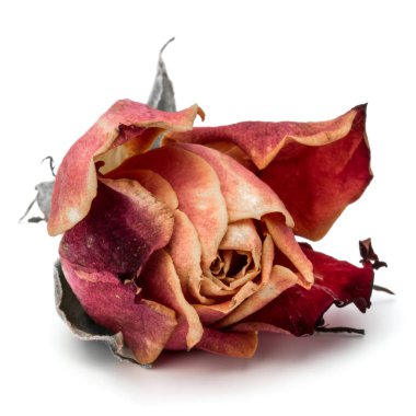 kurutulmuş gül çiçek kafa 