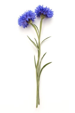 Blue Cornflower Herb  clipart