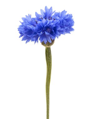 Mavi Peygamber Çiçeği Herb 