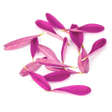 Lila krizantem çiçek yaprakları