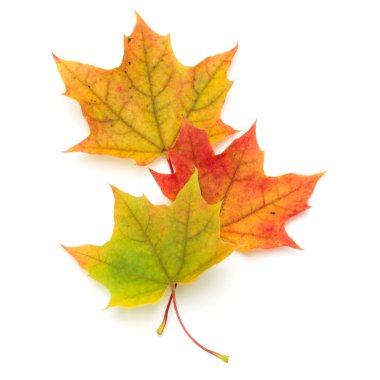 Renkli sonbahar akçaağaç yaprakları