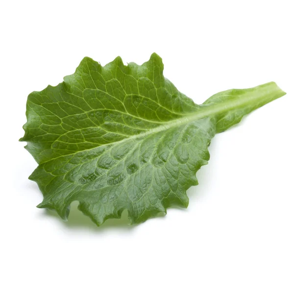 Fresh green endive salad leaf — Stock Photo, Image