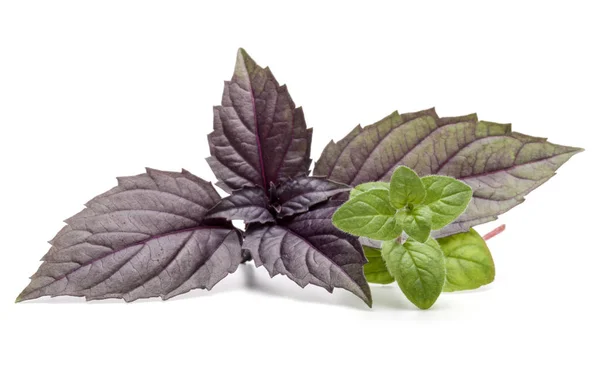 Fresh red basil and oregano herb leaves — Stock Photo, Image