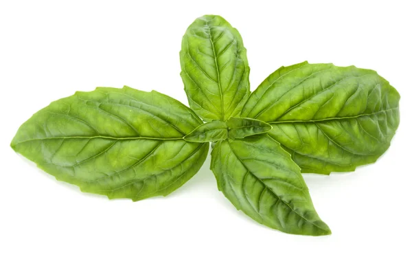 Fresh green basil herb leaves — Stock Photo, Image