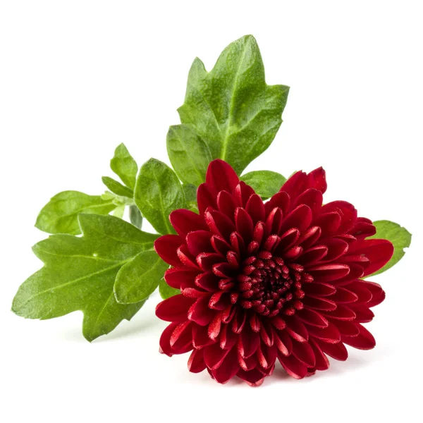 Rote Chrysanthemenblüte — Stockfoto