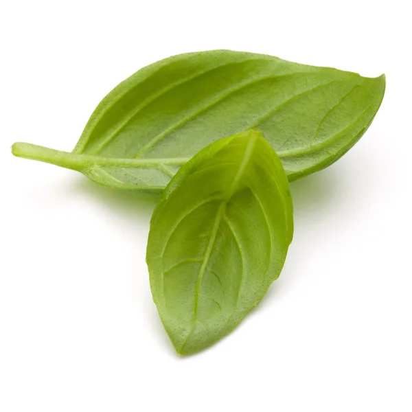 달콤한 바 질 허브 잎 — 스톡 사진