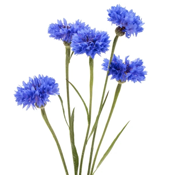 Blauwe Korenbloem kruid — Stockfoto