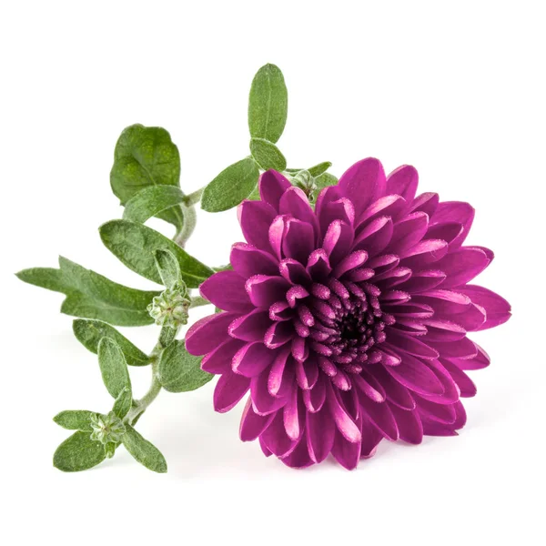 Flieder-Chrysanthemenblüte — Stockfoto