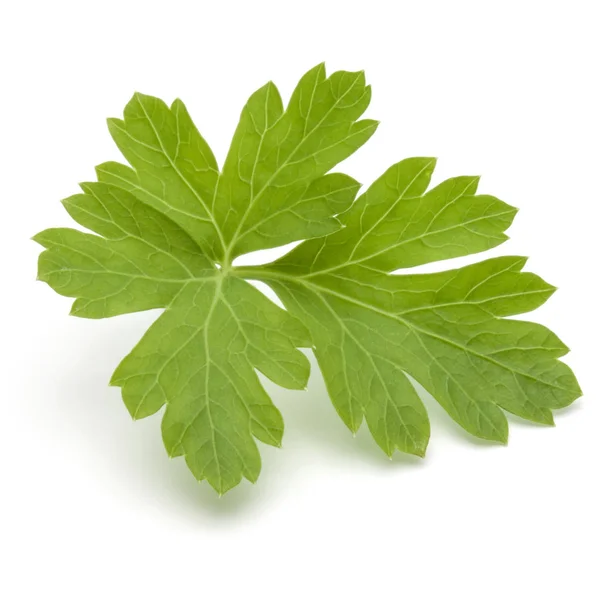 新鮮なパセリのハーブの葉 — ストック写真