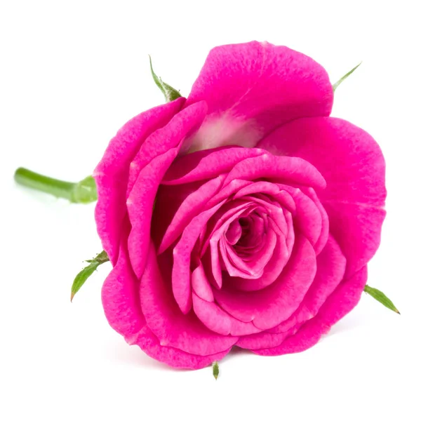 Rosa testa di fiore di rosa — Foto Stock