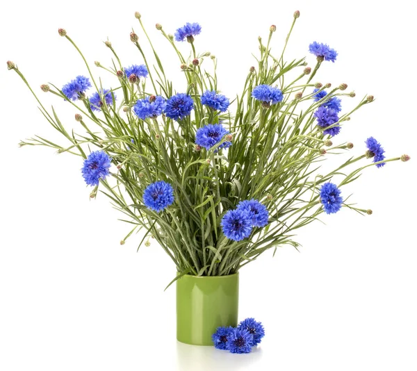 Blue Cornflower Herb Stock Photo by ©natika 137027226