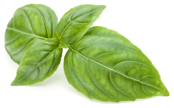 Čerstvé zelené bazalky bylinkový listy — Stock fotografie