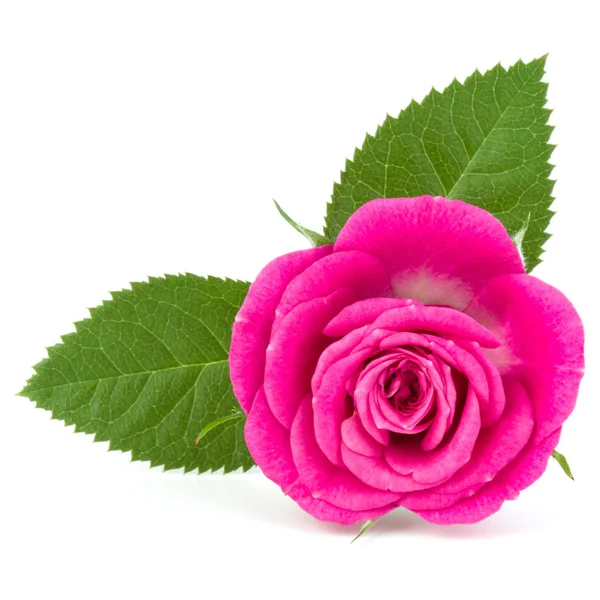 Рожева троянда квіткова голова — стокове фото