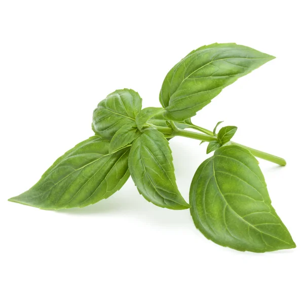 Fresh green basil herb leaves — Stock Photo, Image