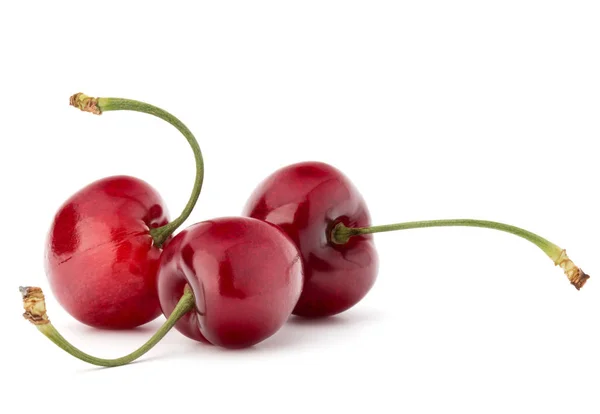 Sweet cherry bobule — Stock fotografie