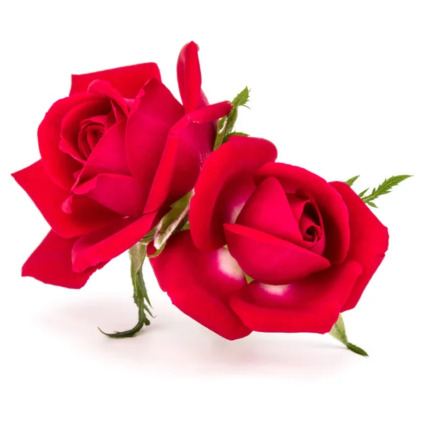 Kırmızı gül çiçek buketi — Stok fotoğraf