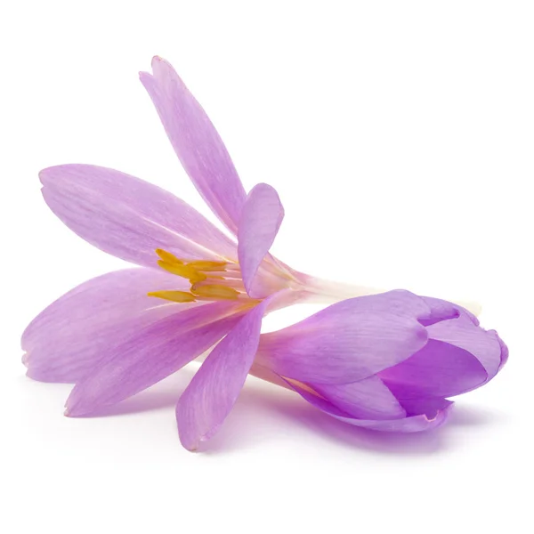 薄紫色のクロッカスの花 — ストック写真